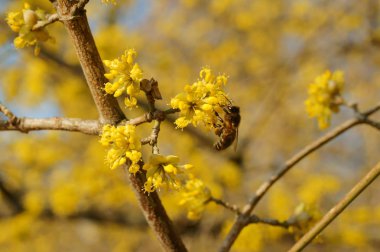 Flowering cornel and bee clipart