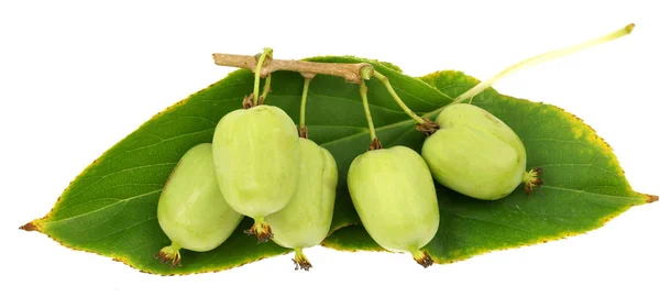 Actinidia Vitamin Berry Hardy Kiwi Food Nature Deliceosa Isolated — Stock Photo, Image