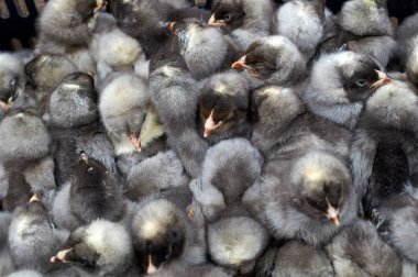 safkan küçük civciv grubu