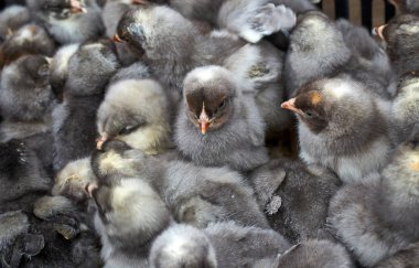 safkan küçük civciv grubu