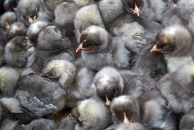 safkan küçük civciv grubu