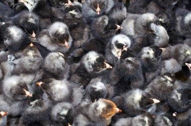 safkan küçük civciv grubu