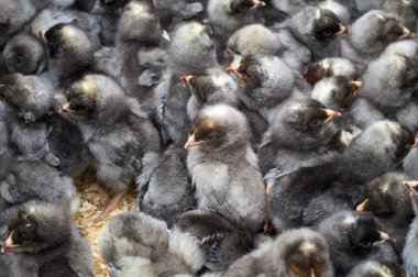 safkan küçük civciv grubu