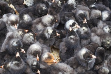 safkan küçük civciv grubu