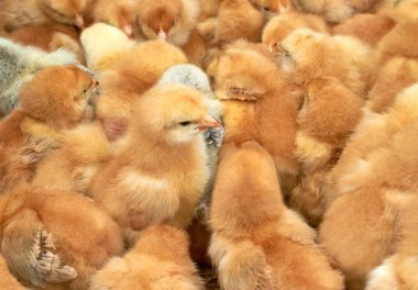 safkan küçük civciv grubu