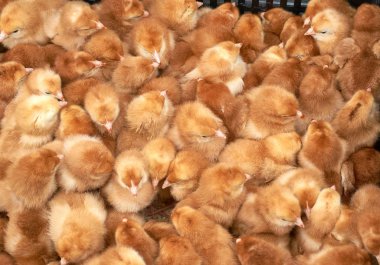 safkan küçük civciv grubu