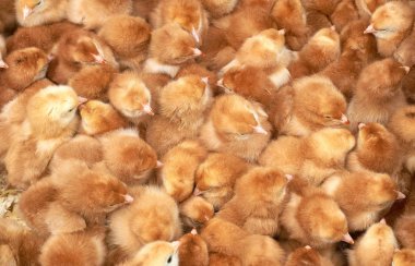 safkan küçük civciv grubu