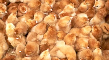 safkan küçük civciv grubu