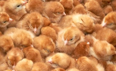 safkan küçük civciv grubu