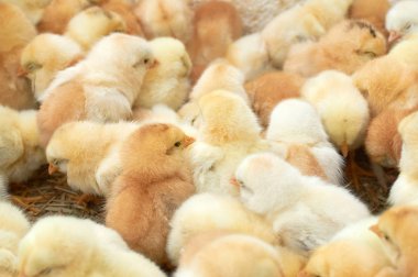 safkan küçük civciv grubu