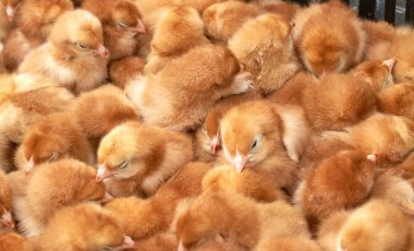 safkan küçük civciv grubu