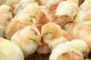 safkan küçük civciv grubu