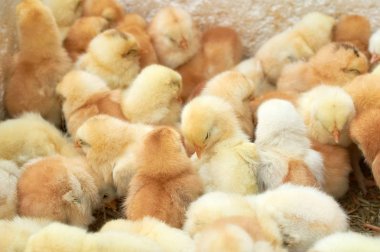 safkan küçük civciv grubu