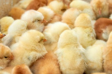 safkan küçük civciv grubu