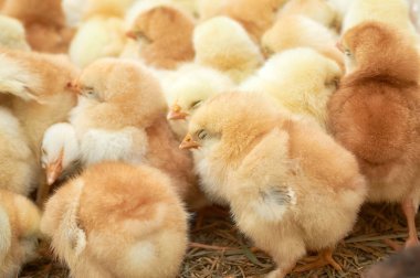 safkan küçük civciv grubu