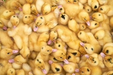 bir kafes içinde çok küçük sarı ördek yavruları