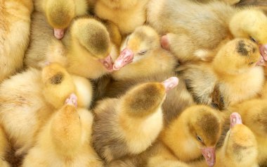 bir kafes içinde çok küçük sarı ördek yavruları