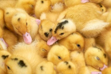 bir kafes içinde çok küçük sarı ördek yavruları