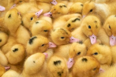 bir kafes içinde çok küçük sarı ördek yavruları