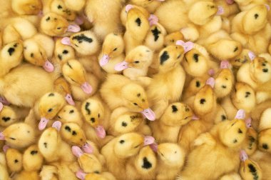 bir kafes içinde çok küçük sarı ördek yavruları