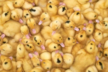 bir kafes içinde çok küçük sarı ördek yavruları