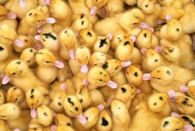 bir kafes içinde çok küçük sarı ördek yavruları