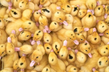 bir kafes içinde çok küçük sarı ördek yavruları