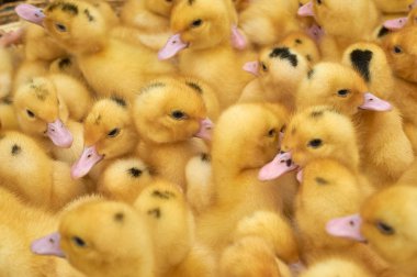 bir kafes içinde çok küçük sarı ördek yavruları