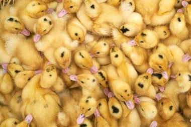 bir kafes içinde çok küçük sarı ördek yavruları