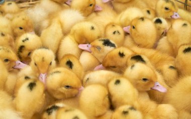 bir kafes içinde çok küçük sarı ördek yavruları