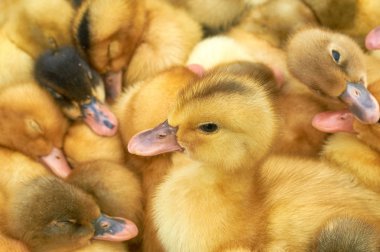 bir kafes içinde çok küçük sarı ördek yavruları
