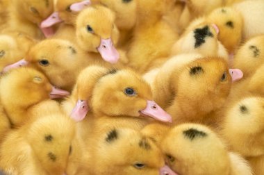 bir kafes içinde çok küçük sarı ördek yavruları