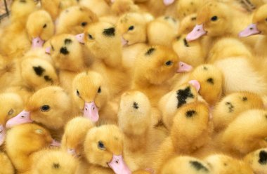 bir kafes içinde çok küçük sarı ördek yavruları