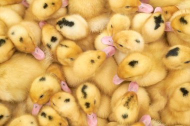 bir kafes içinde çok küçük sarı ördek yavruları