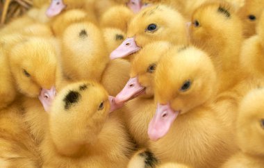 bir kafes içinde çok küçük sarı ördek yavruları