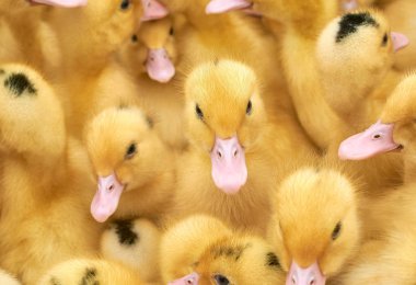 bir kafes içinde çok küçük sarı ördek yavruları