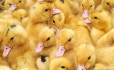 bir kafes içinde çok küçük sarı ördek yavruları