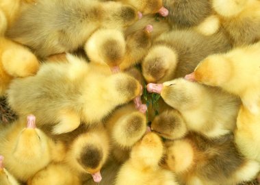 bir kafes içinde çok küçük sarı ördek yavruları