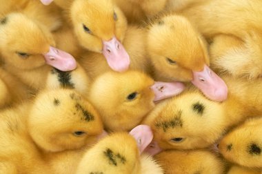 bir kafes içinde çok küçük sarı ördek yavruları