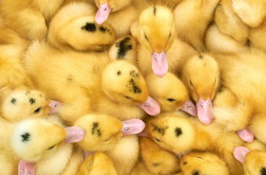 bir kafes içinde çok küçük sarı ördek yavruları