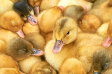 bir kafes içinde çok küçük sarı ördek yavruları