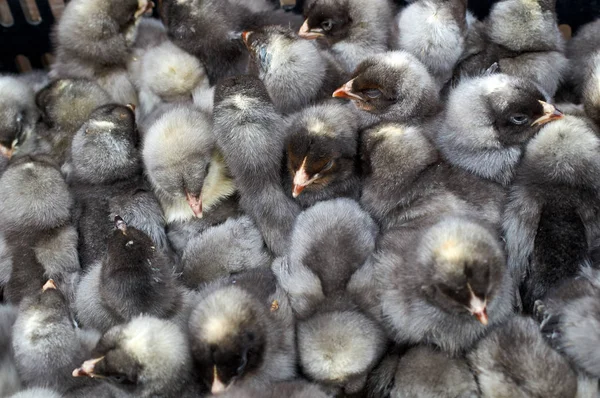 safkan küçük civciv grubu