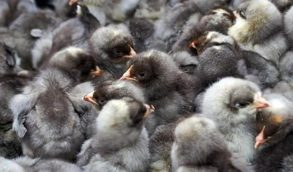 safkan küçük civciv grubu