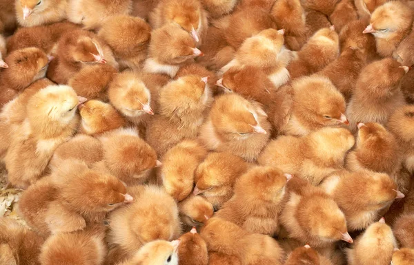 safkan küçük civciv grubu