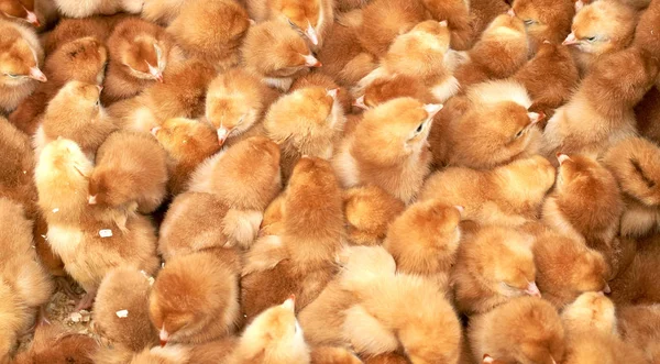 safkan küçük civciv grubu