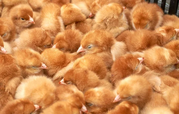 safkan küçük civciv grubu