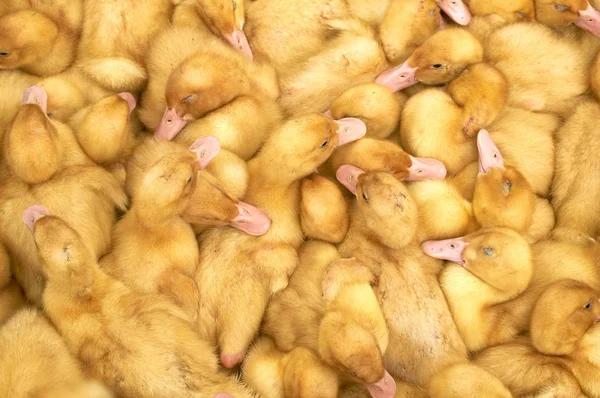 bir kafes içinde çok küçük sarı ördek yavruları