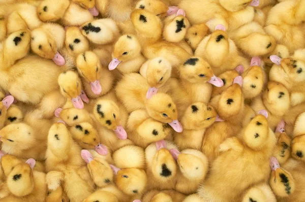 bir kafes içinde çok küçük sarı ördek yavruları