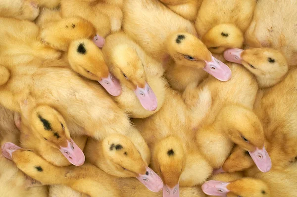 bir kafes içinde çok küçük sarı ördek yavruları