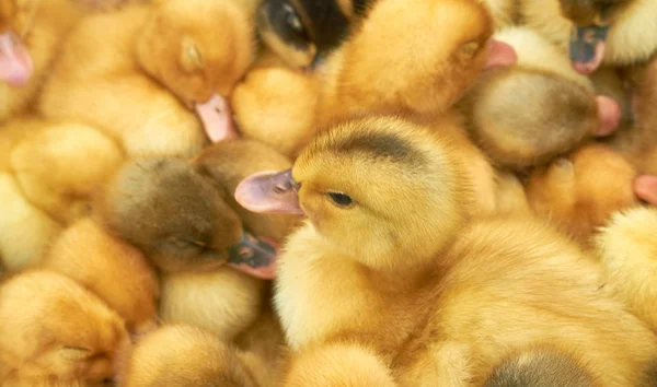 Många små gula ankungar i en bur — Stockfoto